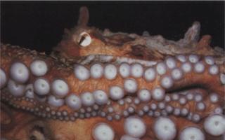 В голубой дыре на багамах вероятно обитает огромный агрессивный осьминог Осьминог гигант 5